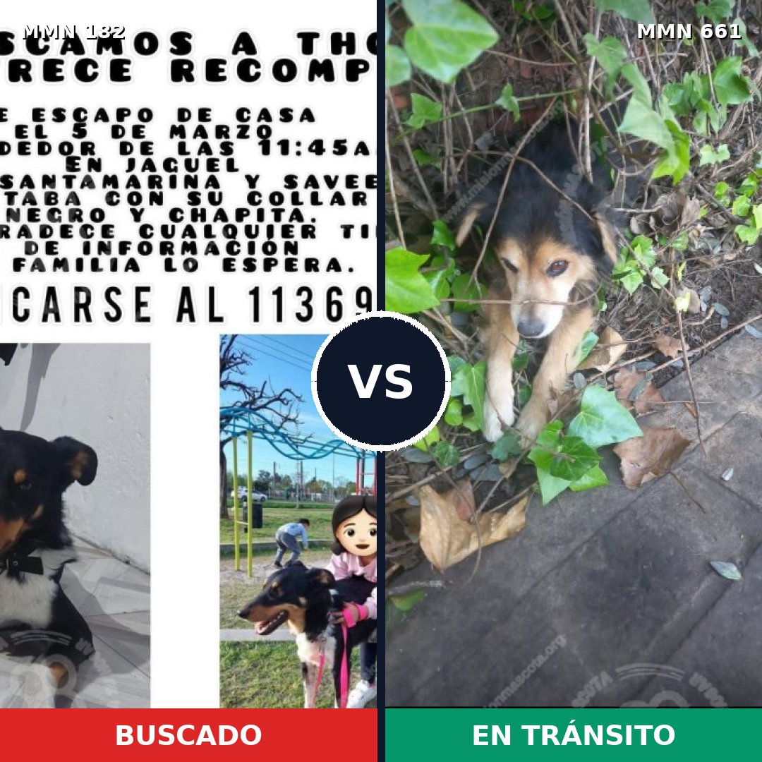 Comparativa MMS 4575: mascota perdida y mascota encontrada, 6% de similitud