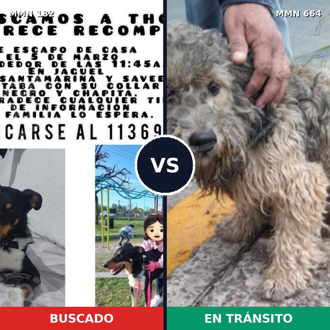 Comparativa MMS 4576: mascota perdida y mascota encontrada, 51% de similitud