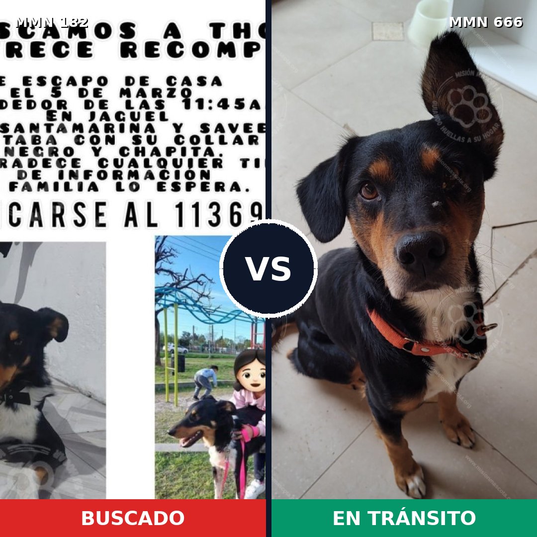 Comparativa MMS 4577: mascota perdida y mascota encontrada, 61% de similitud