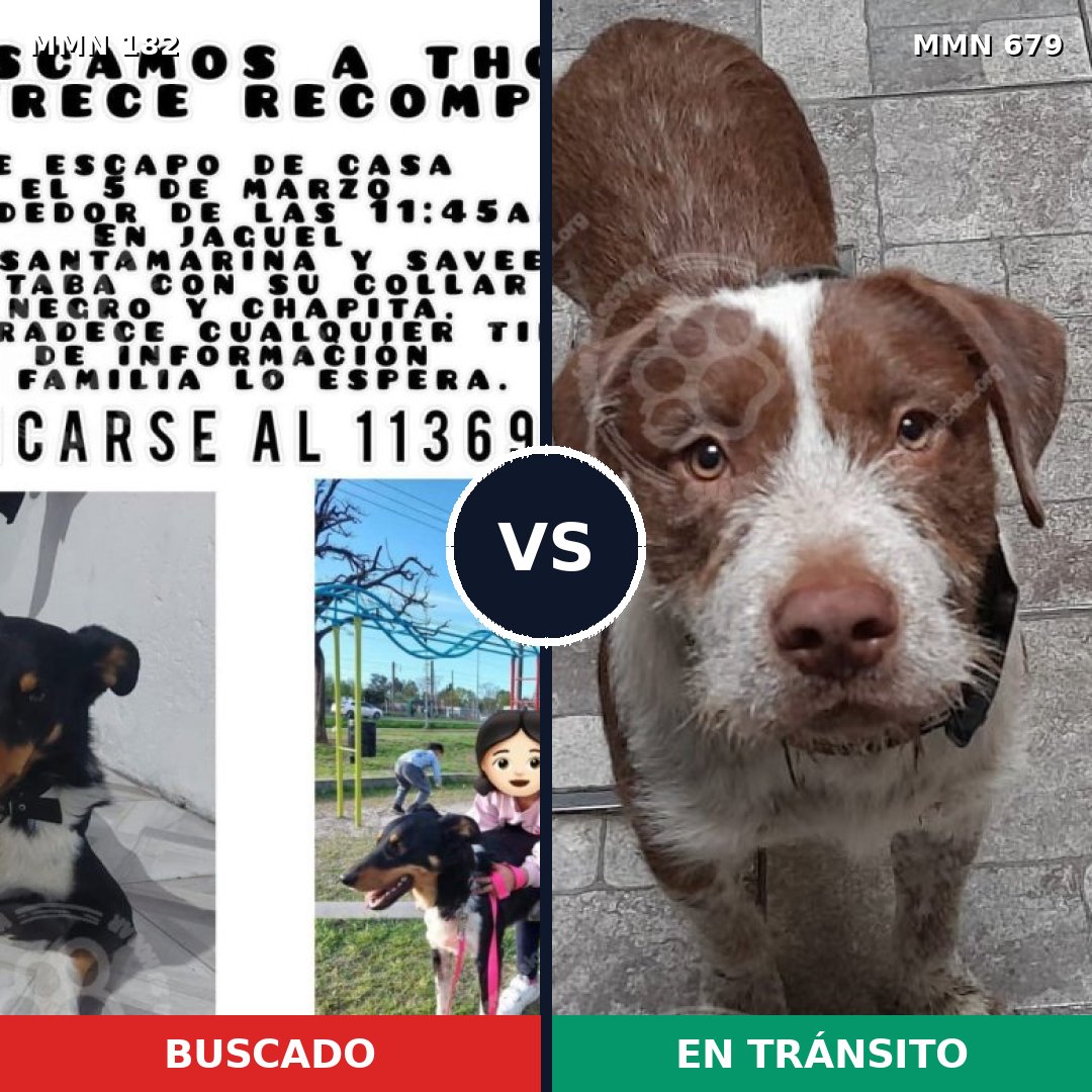 Comparativa MMS 4578: mascota perdida y mascota encontrada, 20% de similitud