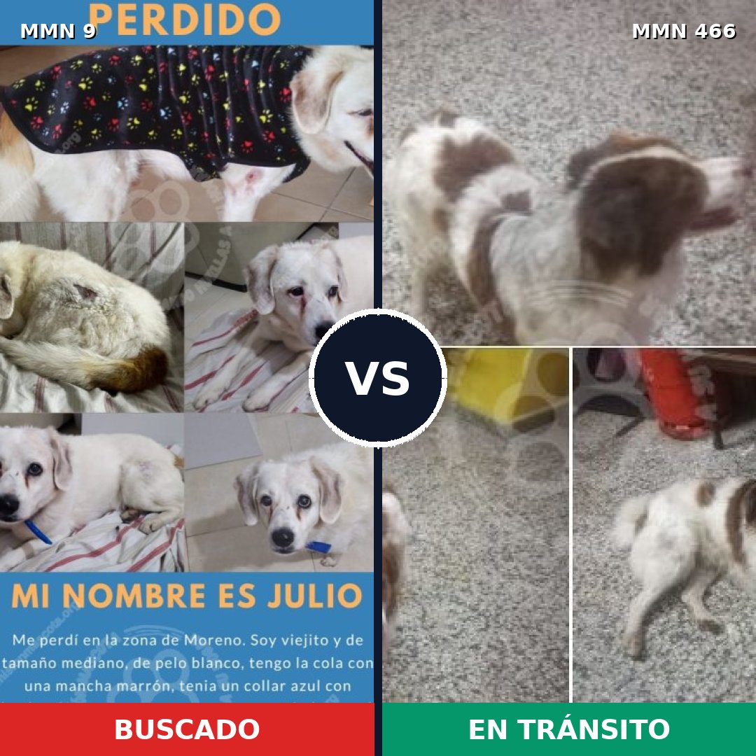 Comparativa MMS 458: mascota perdida y mascota encontrada, 89% de similitud
