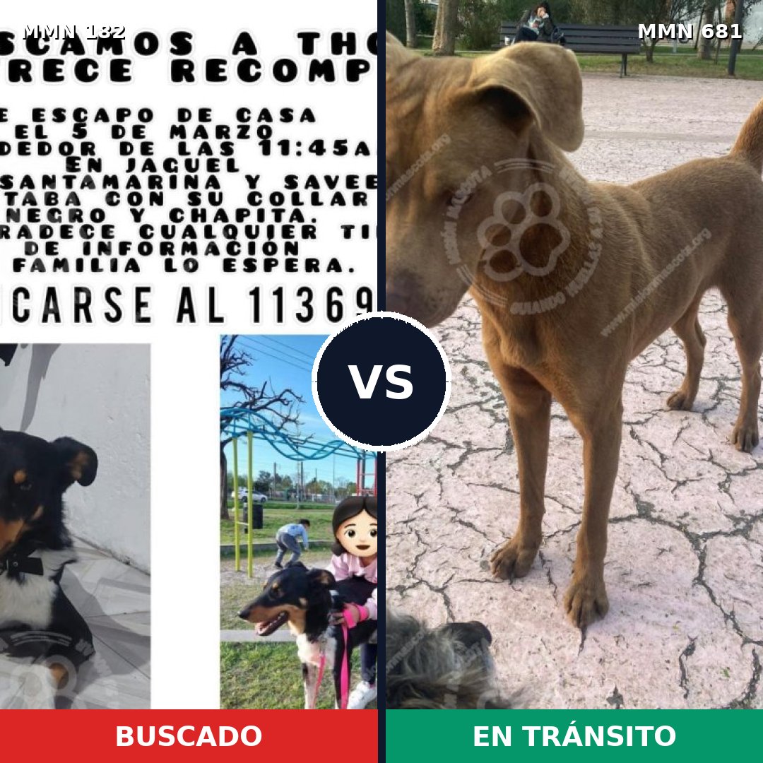 Comparativa MMS 4580: mascota perdida y mascota encontrada, 21% de similitud