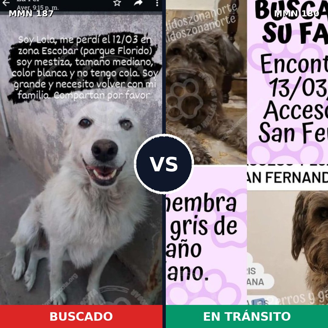 Comparativa MMS 4581: mascota perdida y mascota encontrada, 12% de similitud