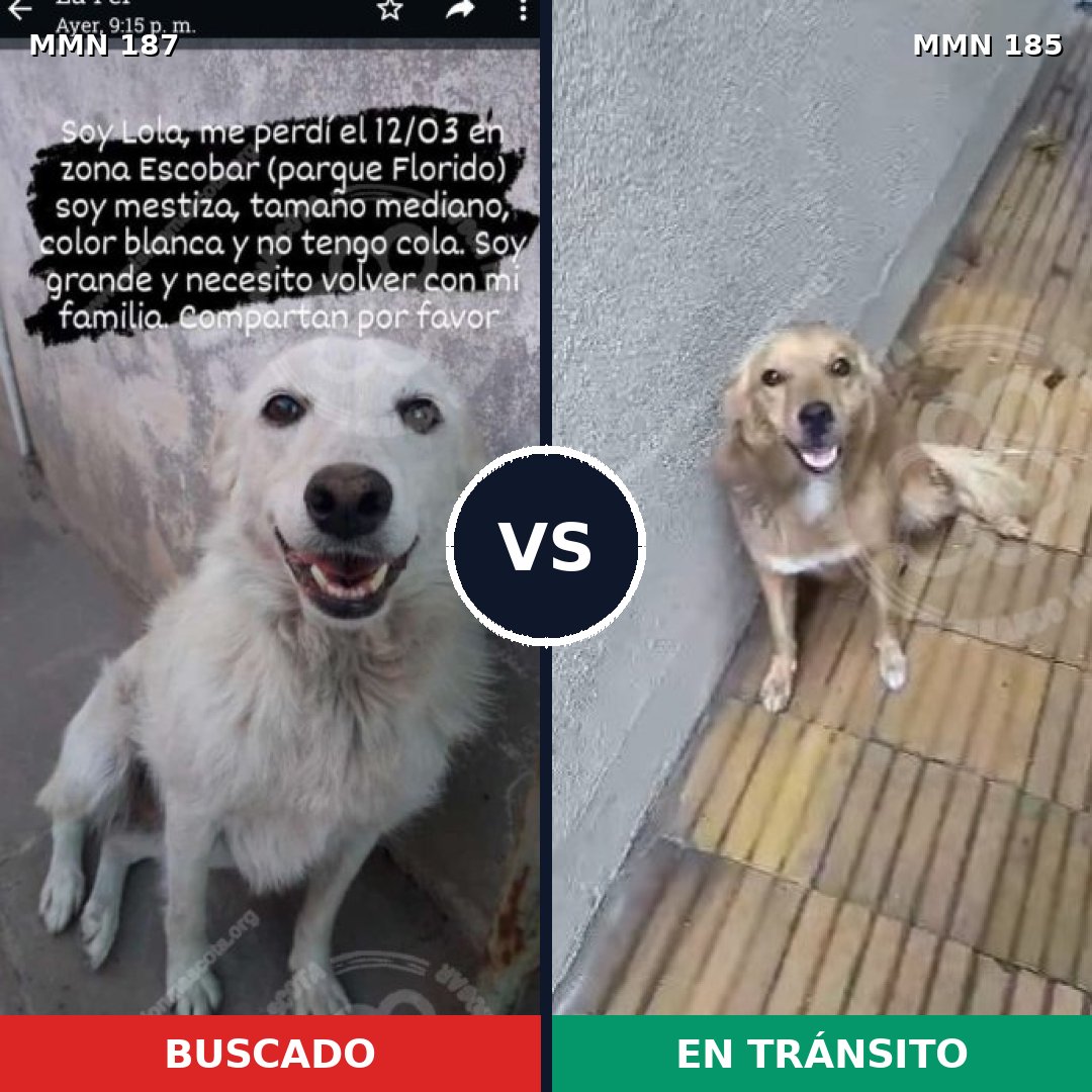 Comparativa MMS 4582: mascota perdida y mascota encontrada, 11% de similitud