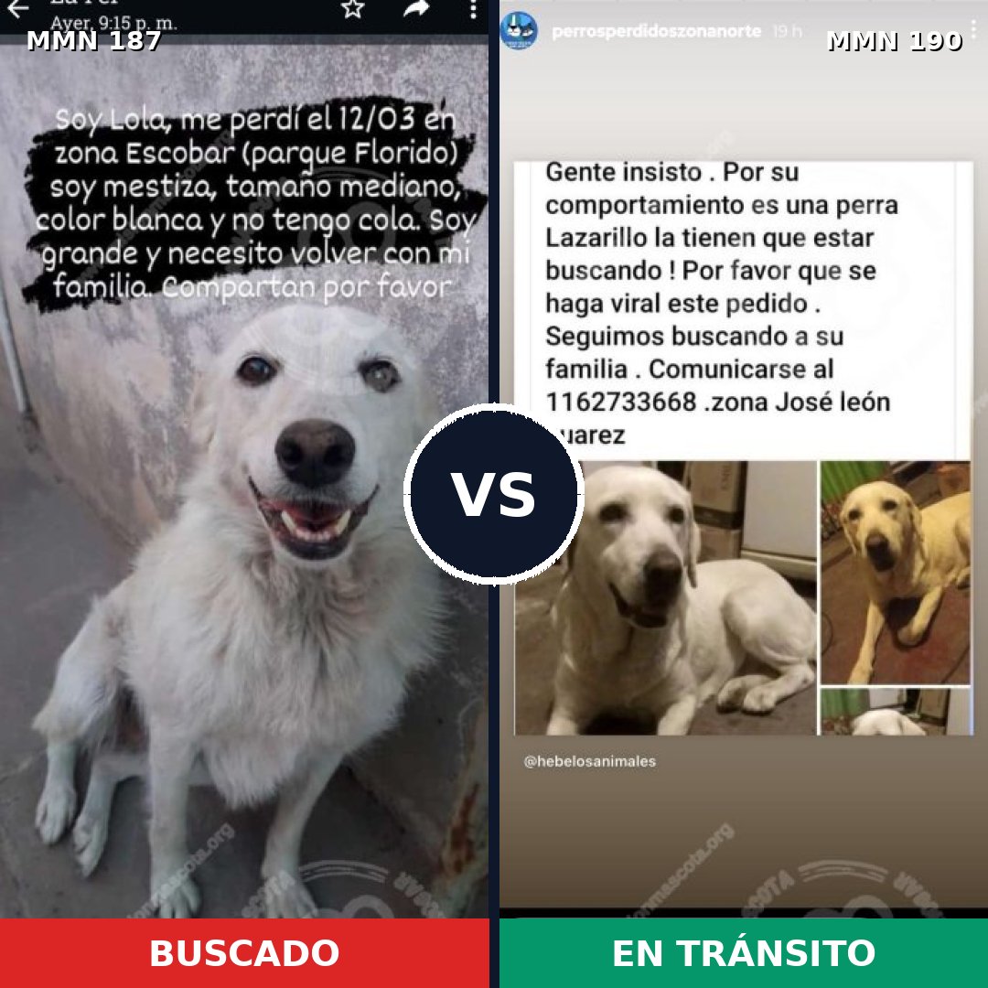 Comparativa MMS 4583: mascota perdida y mascota encontrada, 56% de similitud