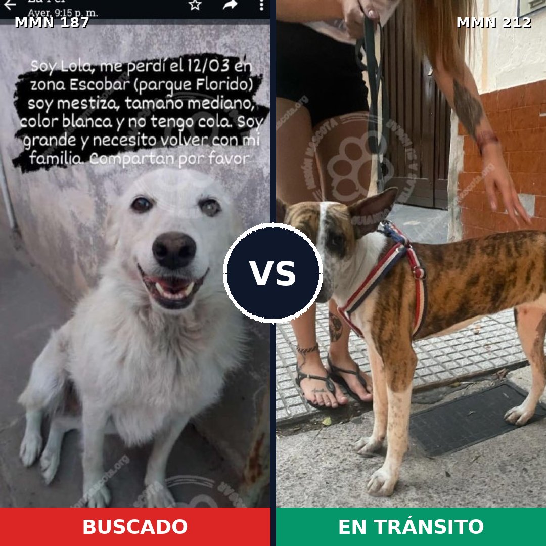Comparativa MMS 4584: mascota perdida y mascota encontrada, 11% de similitud