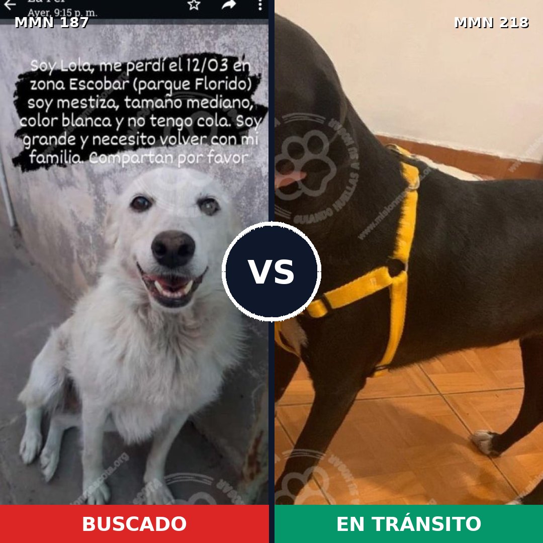 Comparativa MMS 4585: mascota perdida y mascota encontrada, 26% de similitud