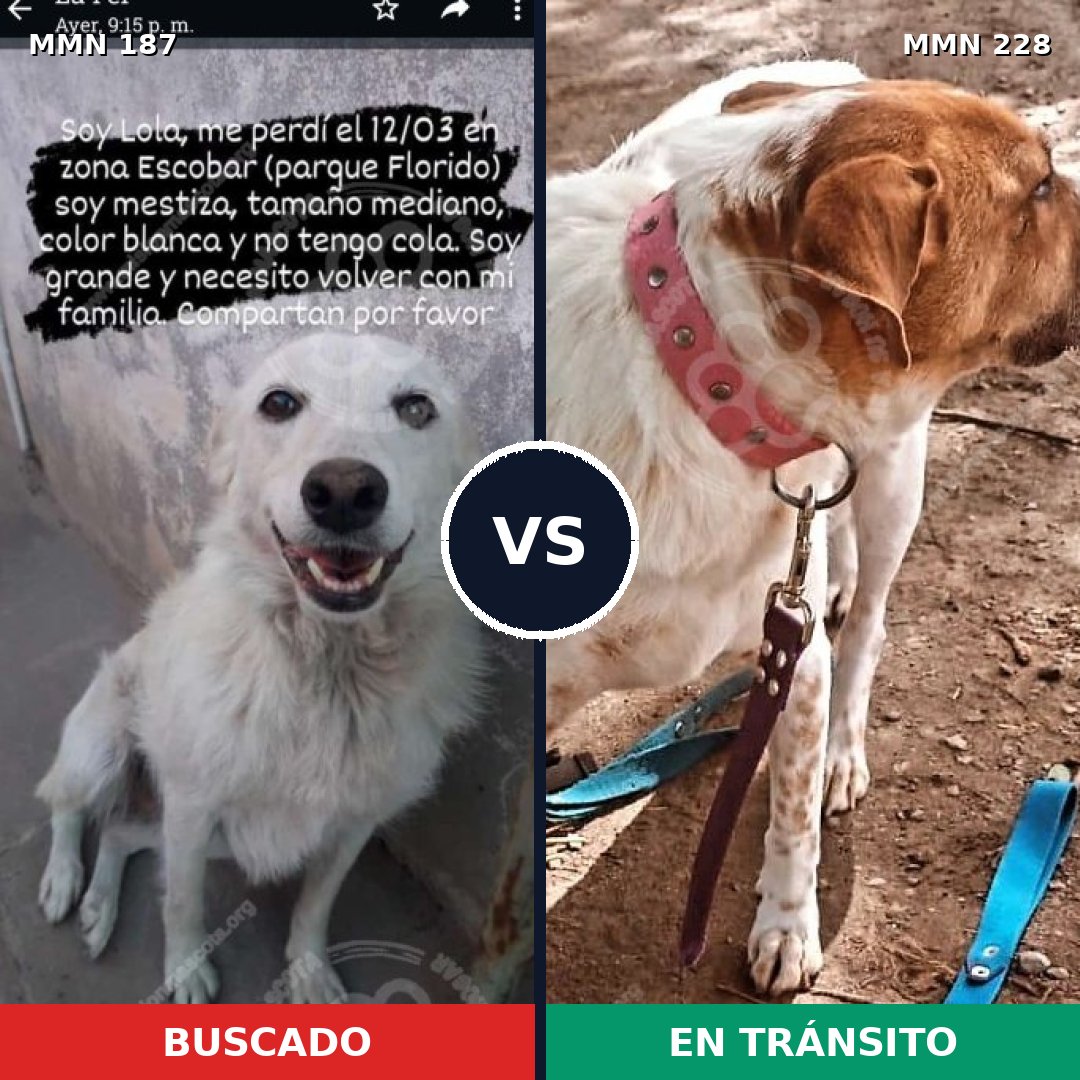 Comparativa MMS 4586: mascota perdida y mascota encontrada, 62% de similitud