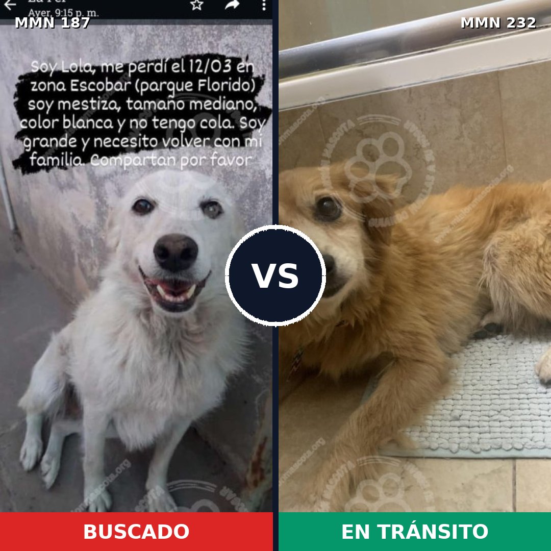 Comparativa MMS 4587: mascota perdida y mascota encontrada, 30% de similitud