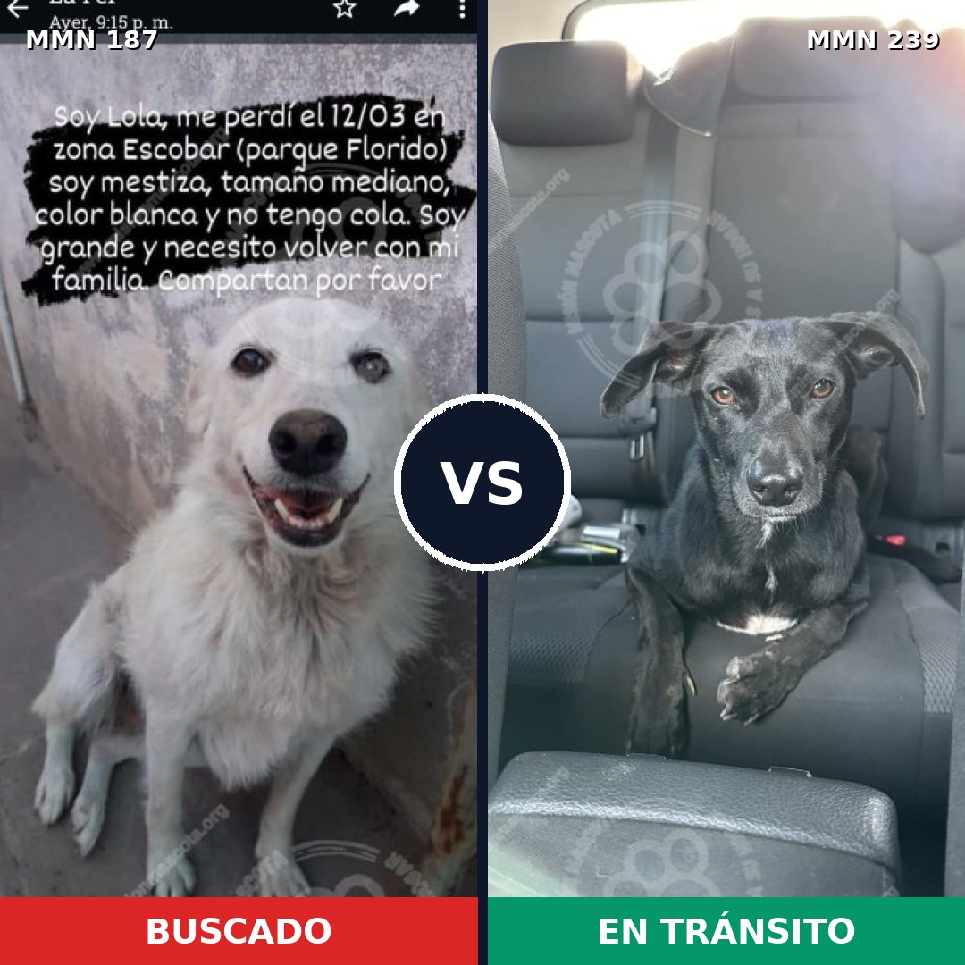 Comparativa MMS 4588: mascota perdida y mascota encontrada, 23% de similitud