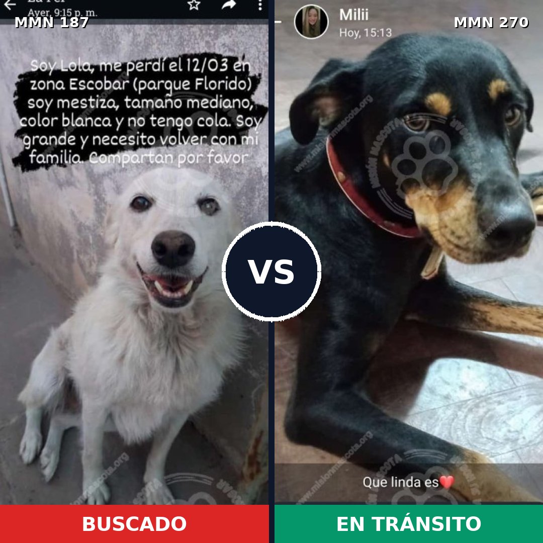 Comparativa MMS 4589: mascota perdida y mascota encontrada, 8% de similitud