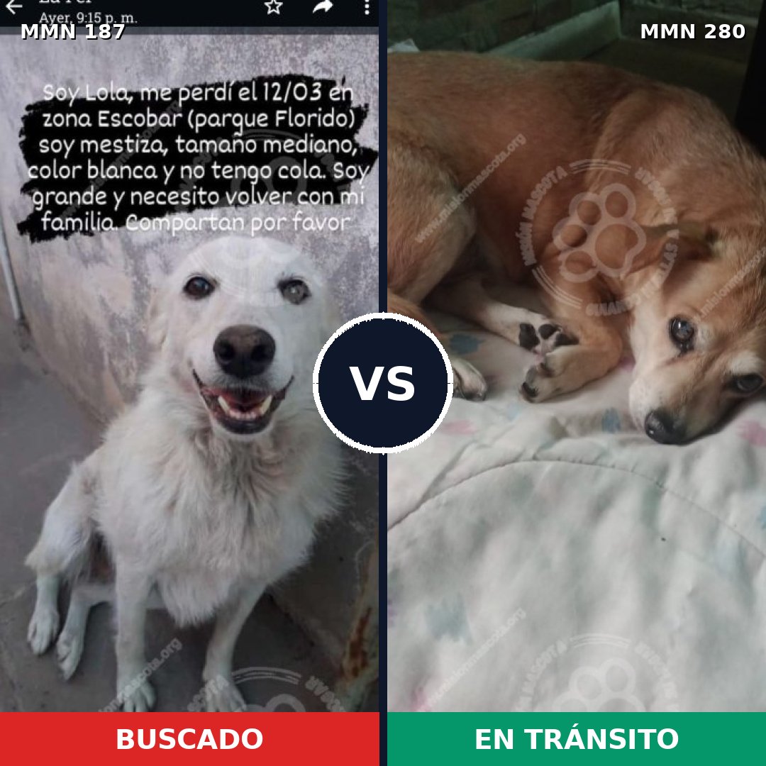 Comparativa MMS 4590: mascota perdida y mascota encontrada, 27% de similitud