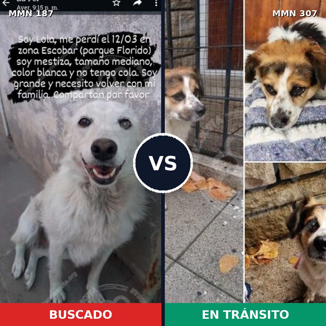 Comparativa MMS 4591: mascota perdida y mascota encontrada, 23% de similitud