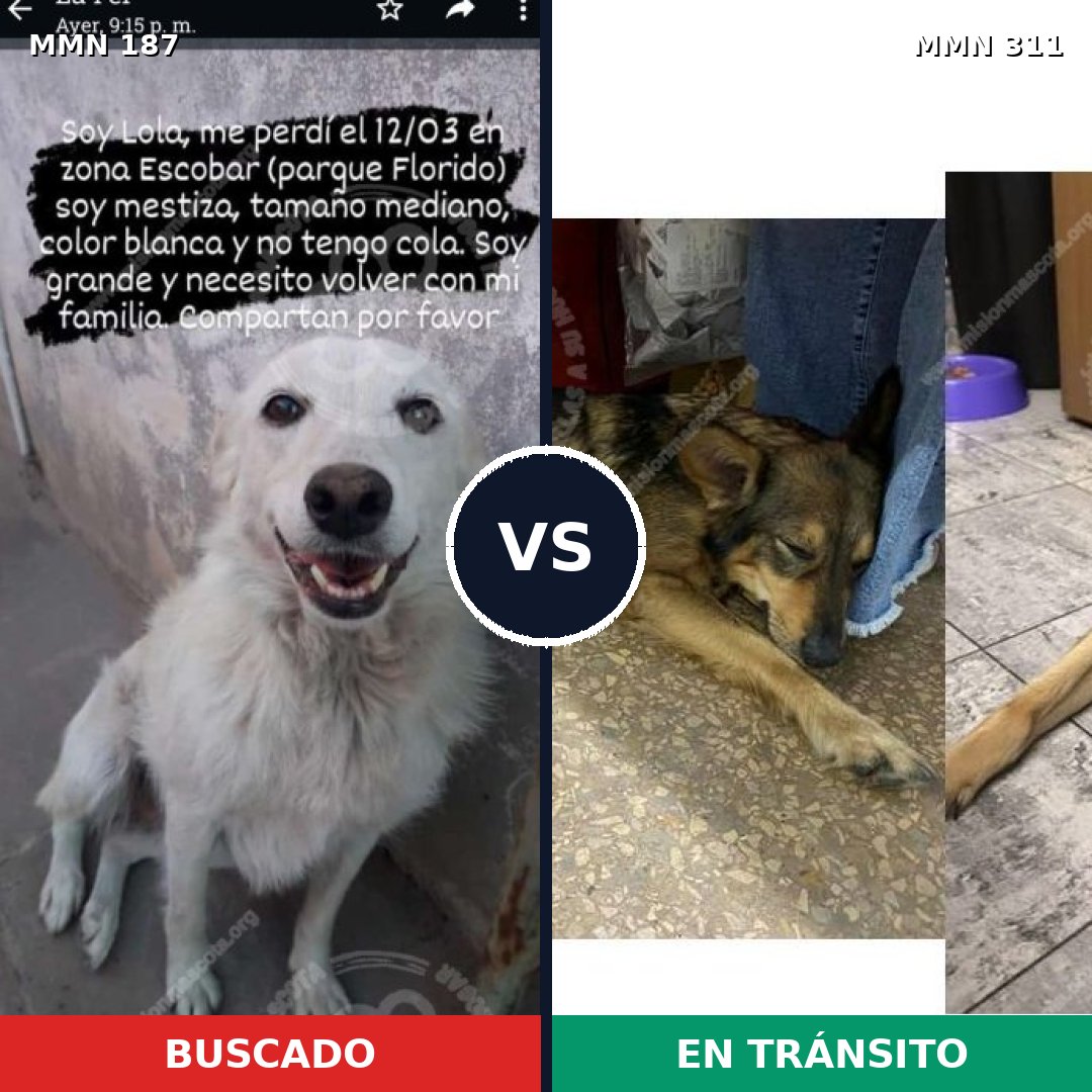 Comparativa MMS 4593: mascota perdida y mascota encontrada, 12% de similitud