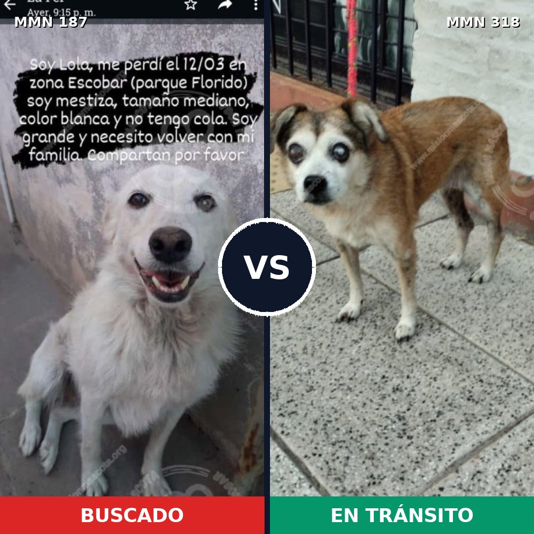 Comparativa MMS 4594: mascota perdida y mascota encontrada, 22% de similitud