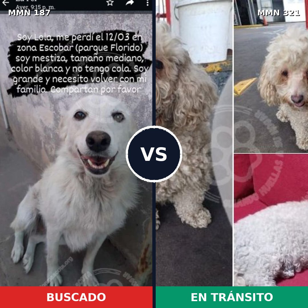 Comparativa MMS 4595: mascota perdida y mascota encontrada, 30% de similitud
