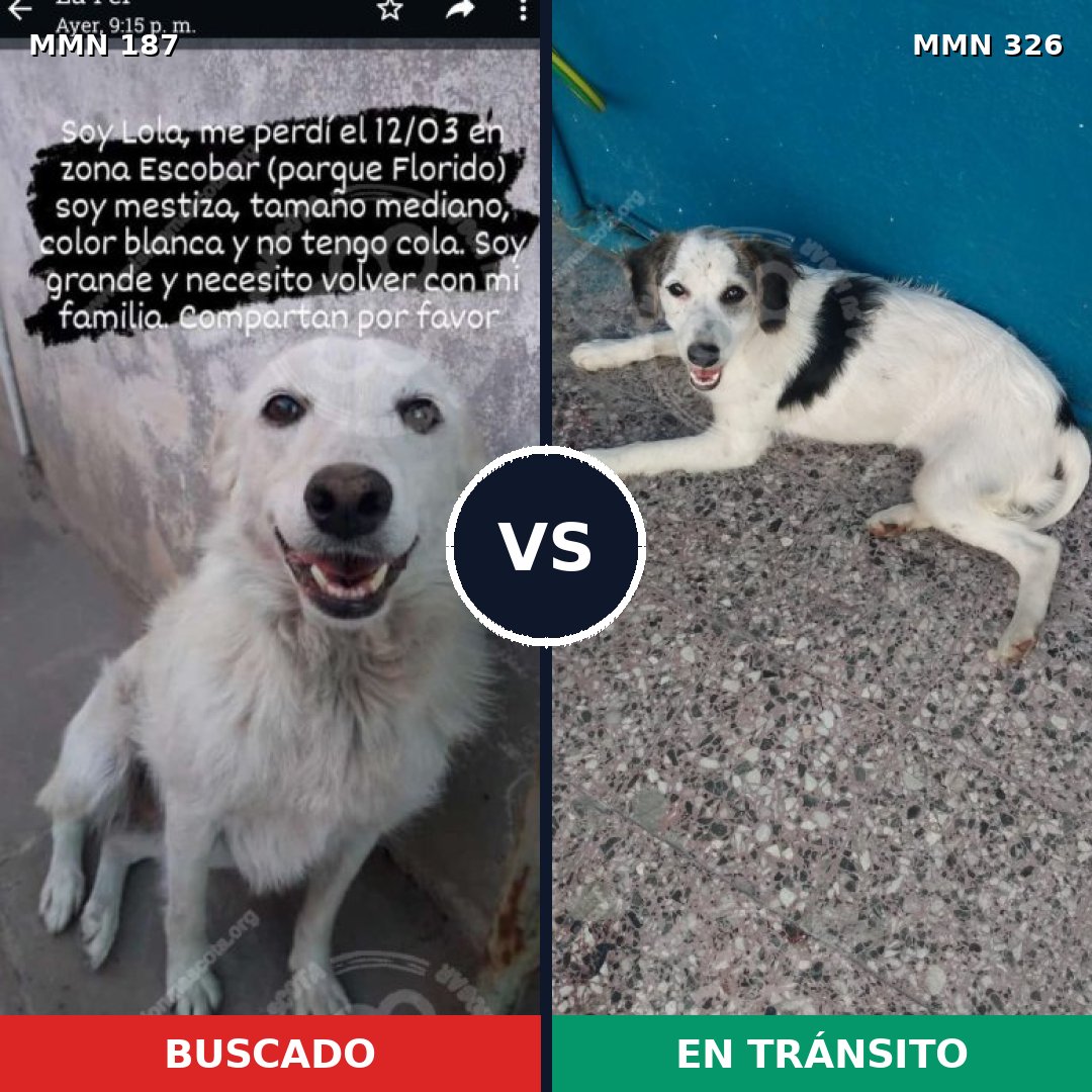 Comparativa MMS 4596: mascota perdida y mascota encontrada, 23% de similitud