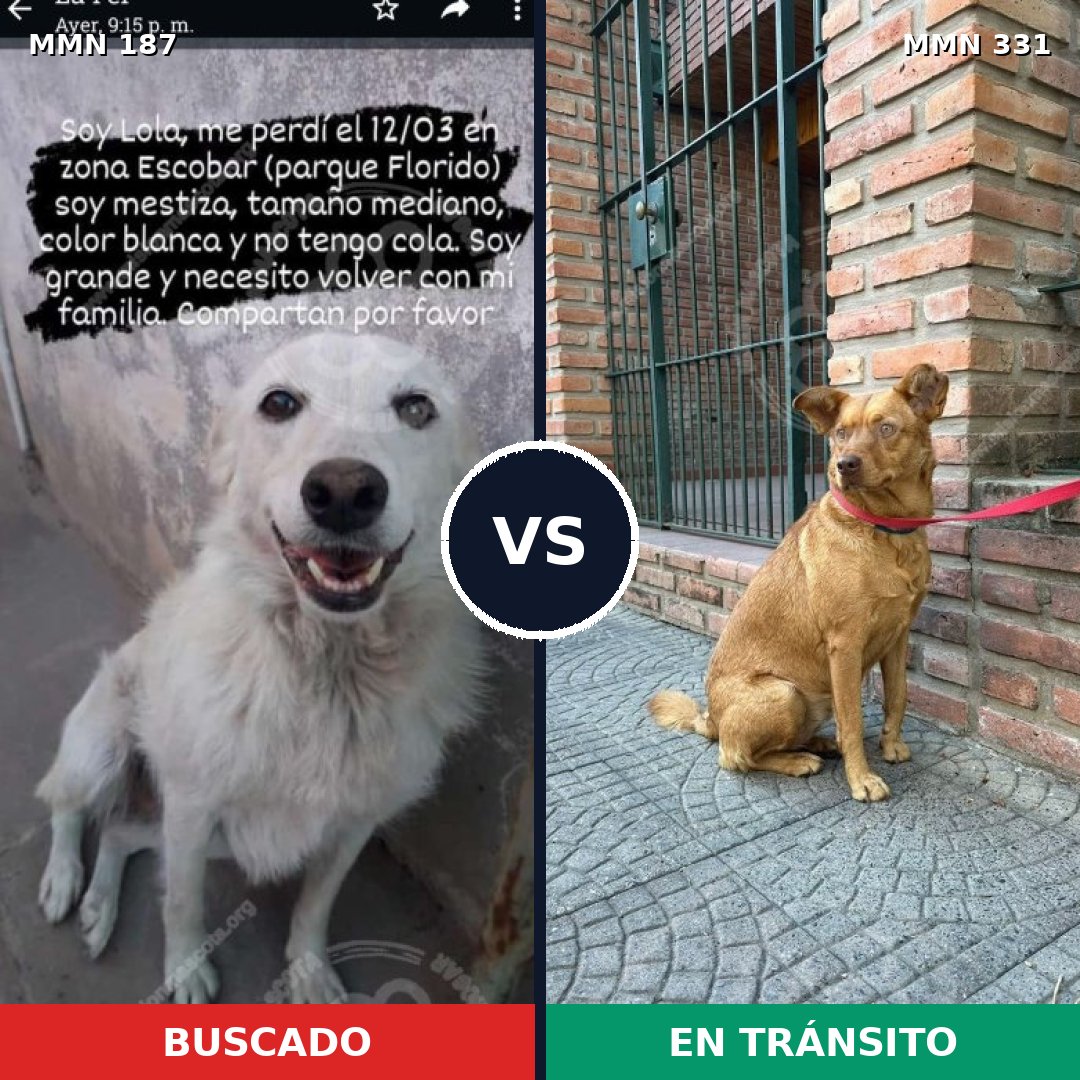 Comparativa MMS 4597: mascota perdida y mascota encontrada, 4% de similitud