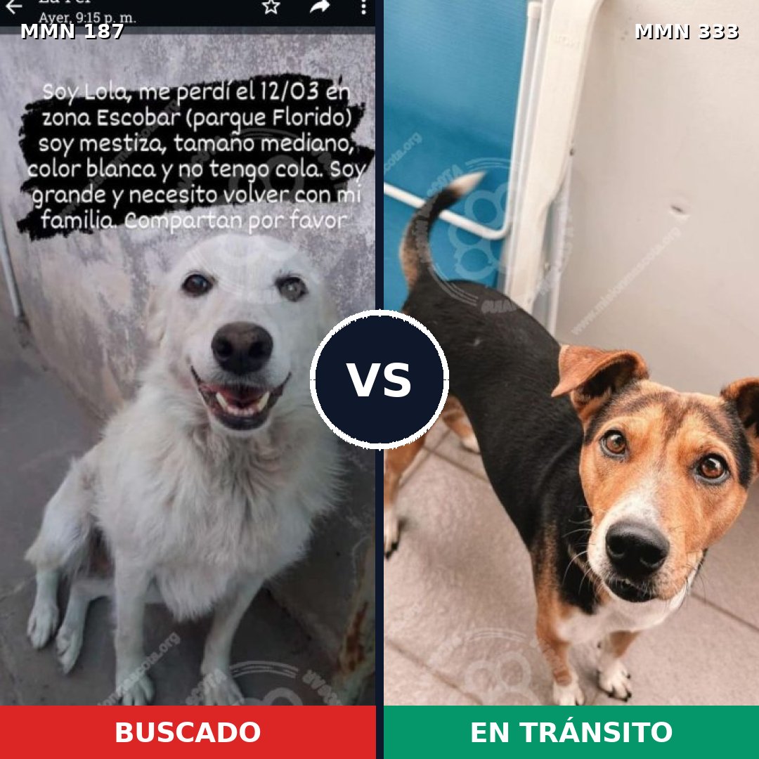 Comparativa MMS 4598: mascota perdida y mascota encontrada, 4% de similitud