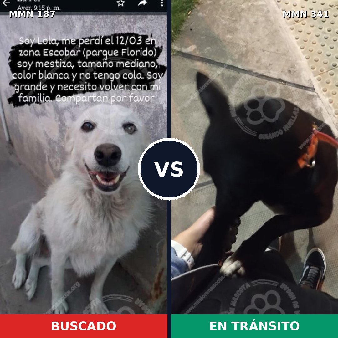Comparativa MMS 4599: mascota perdida y mascota encontrada, 8% de similitud
