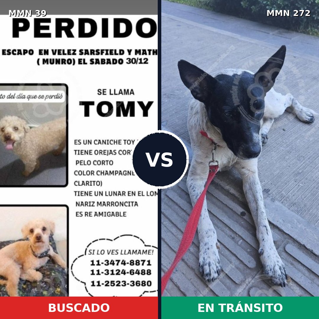Comparativa MMS 46: mascota perdida y mascota encontrada, 31% de similitud