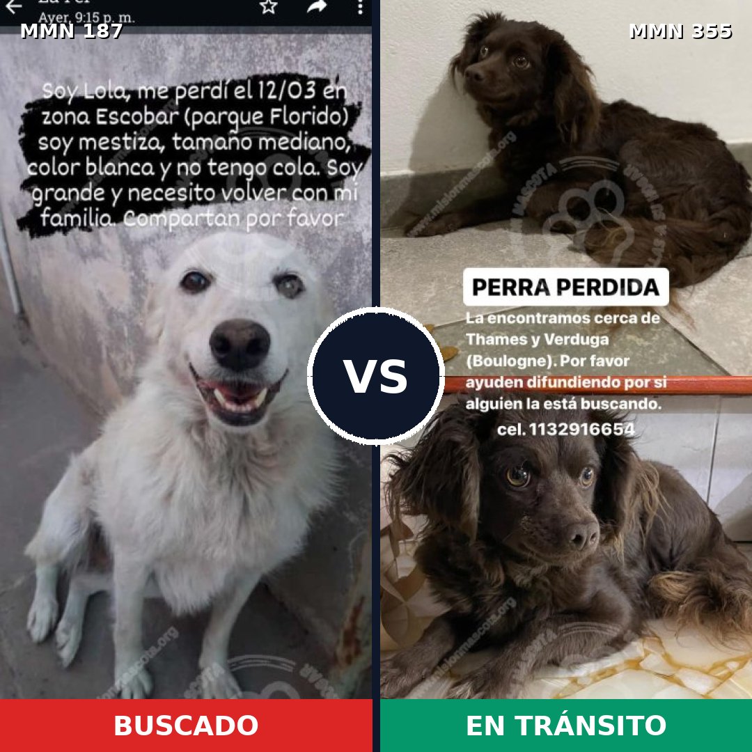 Comparativa MMS 4600: mascota perdida y mascota encontrada, 6% de similitud