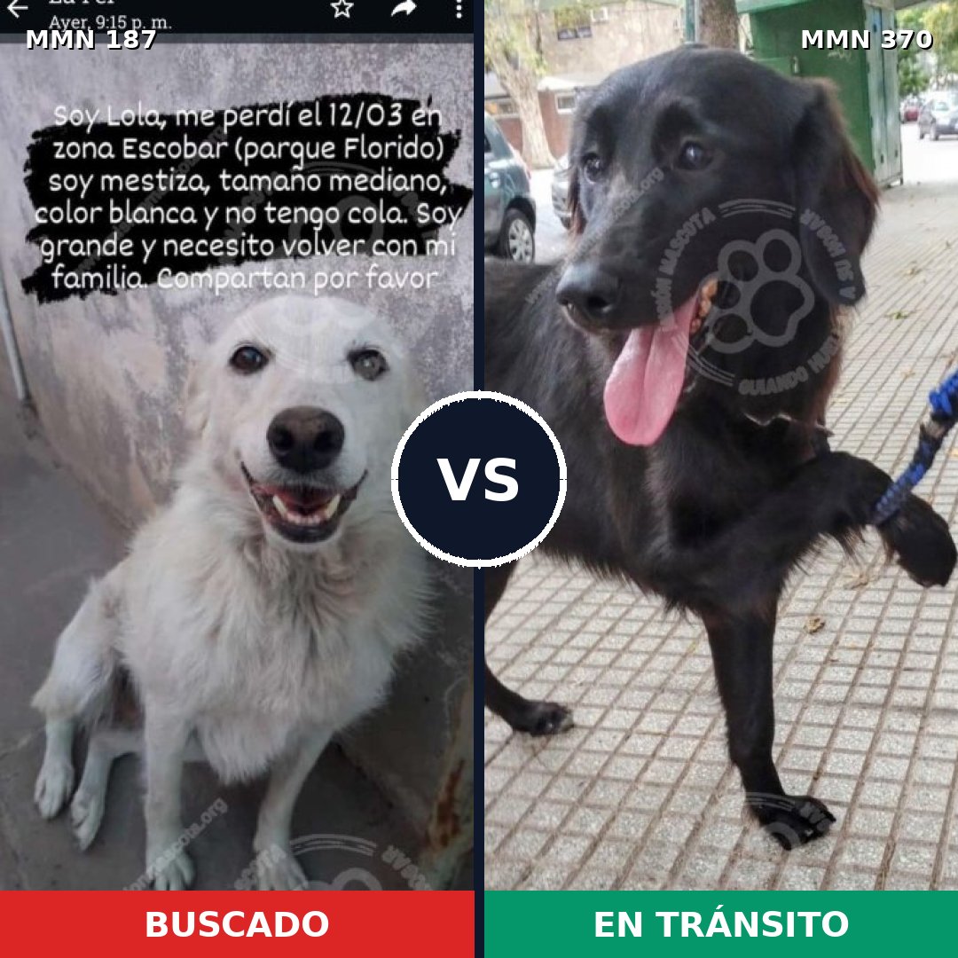 Comparativa MMS 4602: mascota perdida y mascota encontrada, 11% de similitud