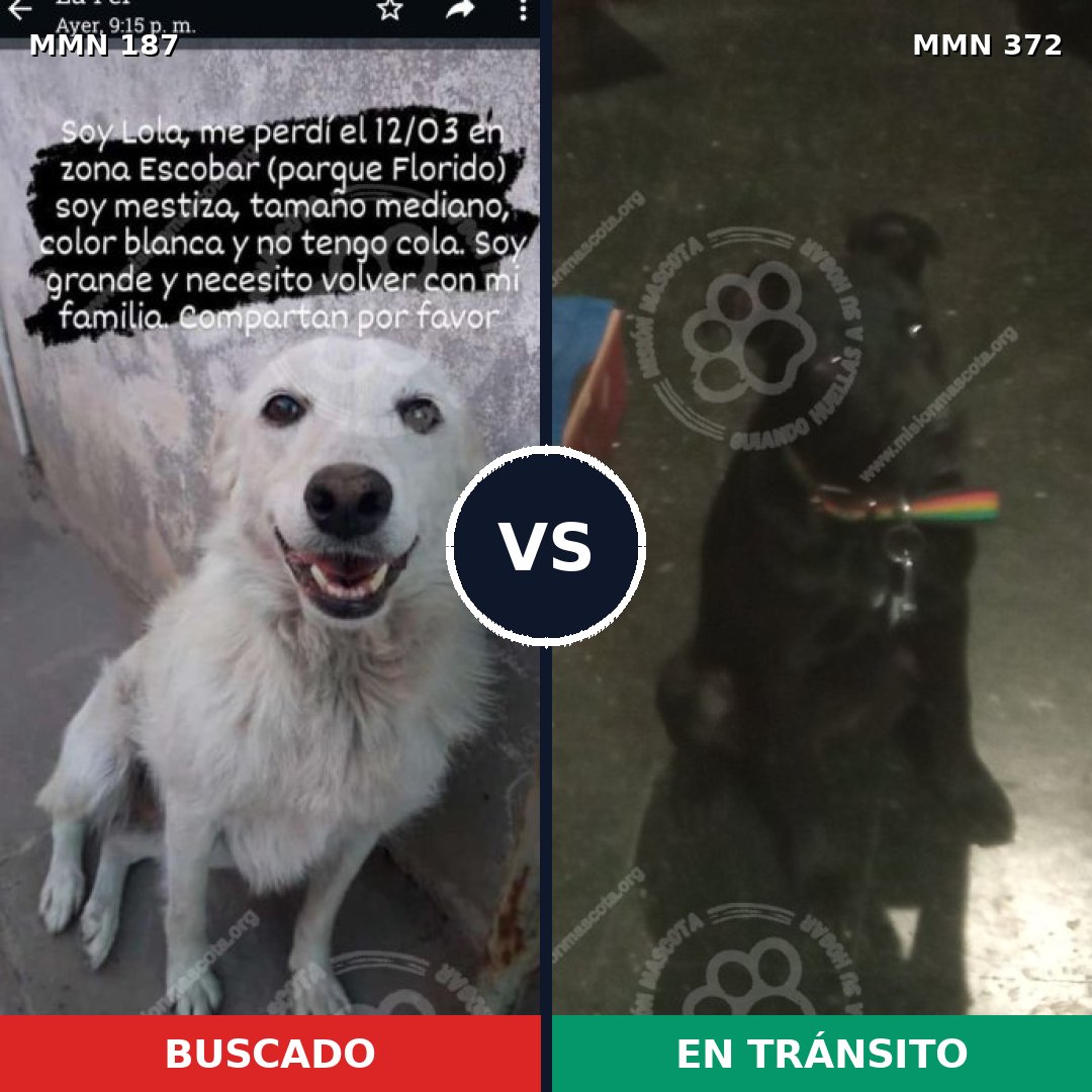 Comparativa MMS 4603: mascota perdida y mascota encontrada, 26% de similitud