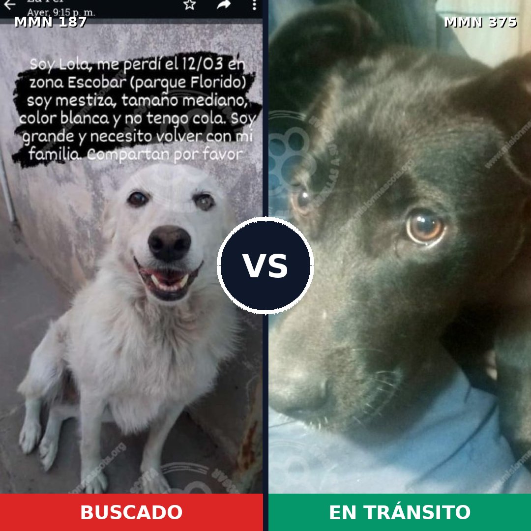 Comparativa MMS 4604: mascota perdida y mascota encontrada, 7% de similitud