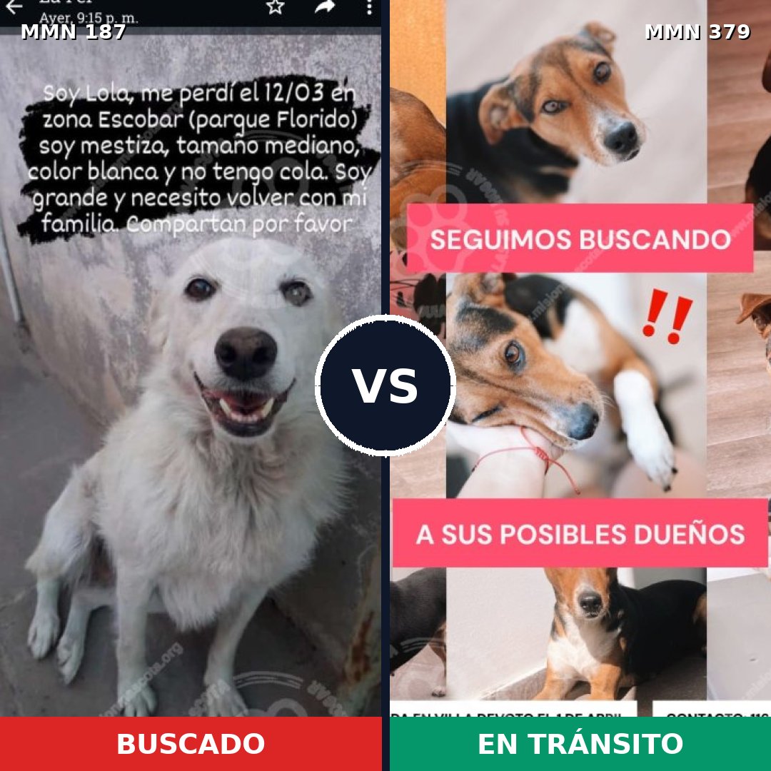 Comparativa MMS 4605: mascota perdida y mascota encontrada, 8% de similitud