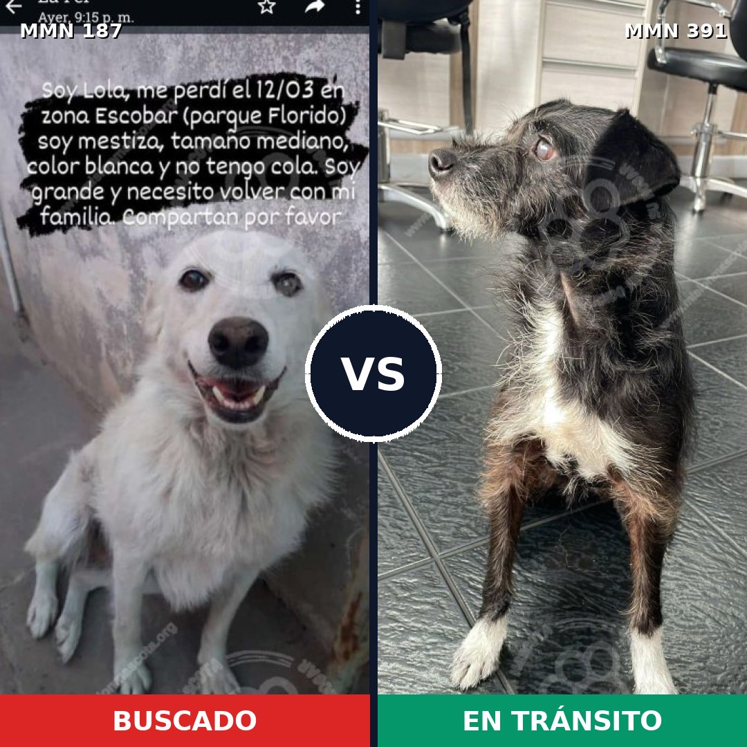 Comparativa MMS 4606: mascota perdida y mascota encontrada, 30% de similitud