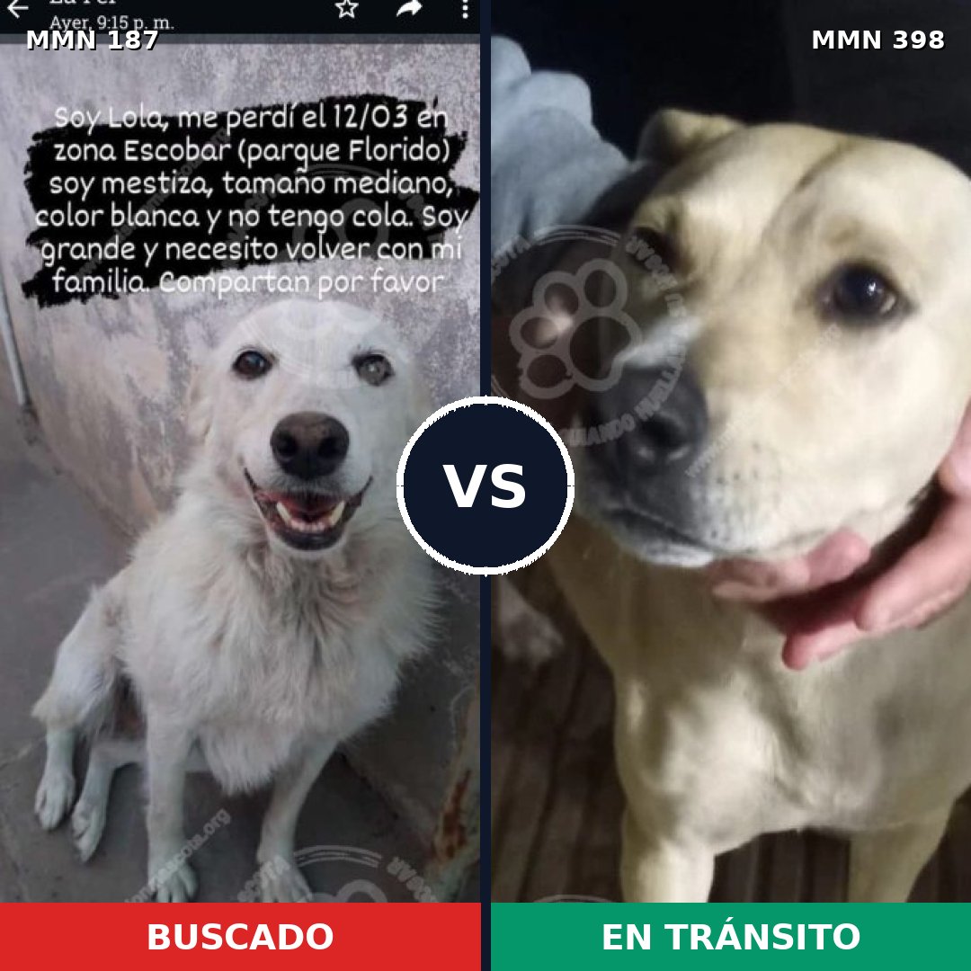 Comparativa MMS 4607: mascota perdida y mascota encontrada, 11% de similitud