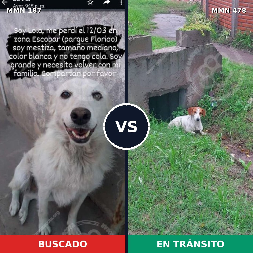 Comparativa MMS 4608: mascota perdida y mascota encontrada, 16% de similitud
