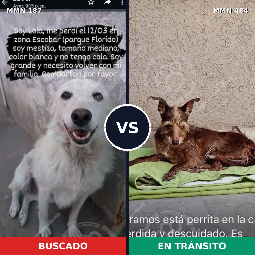 Comparativa MMS 4609: mascota perdida y mascota encontrada, 22% de similitud