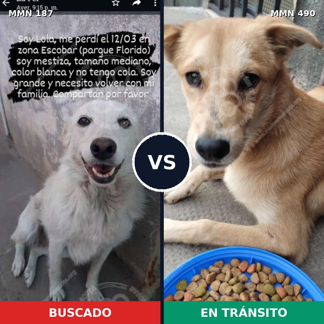 Comparativa MMS 4611: mascota perdida y mascota encontrada, 8% de similitud