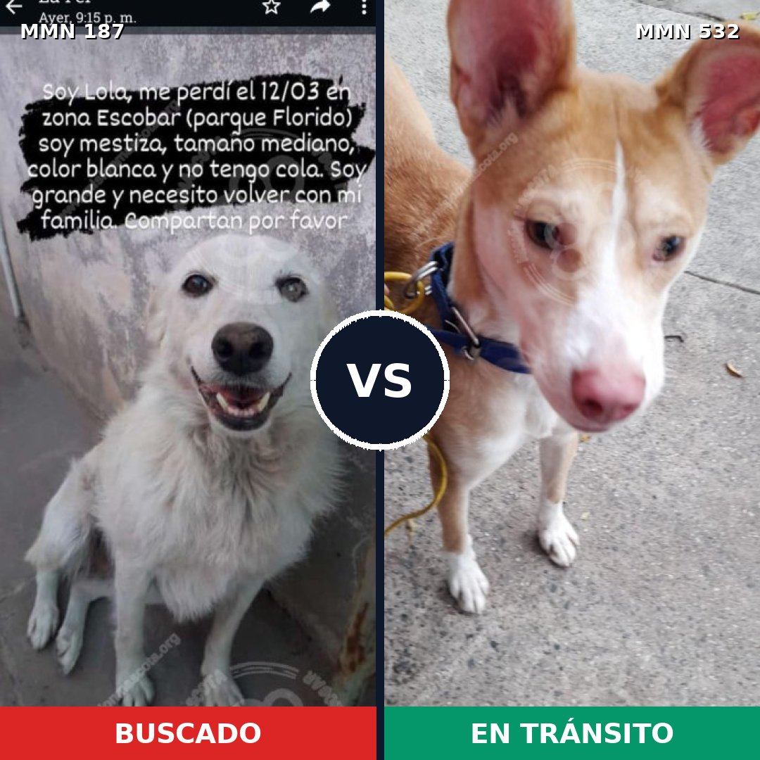 Comparativa MMS 4612: mascota perdida y mascota encontrada, 23% de similitud