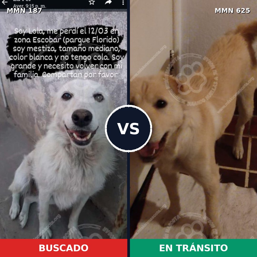 Comparativa MMS 4615: mascota perdida y mascota encontrada, 12% de similitud