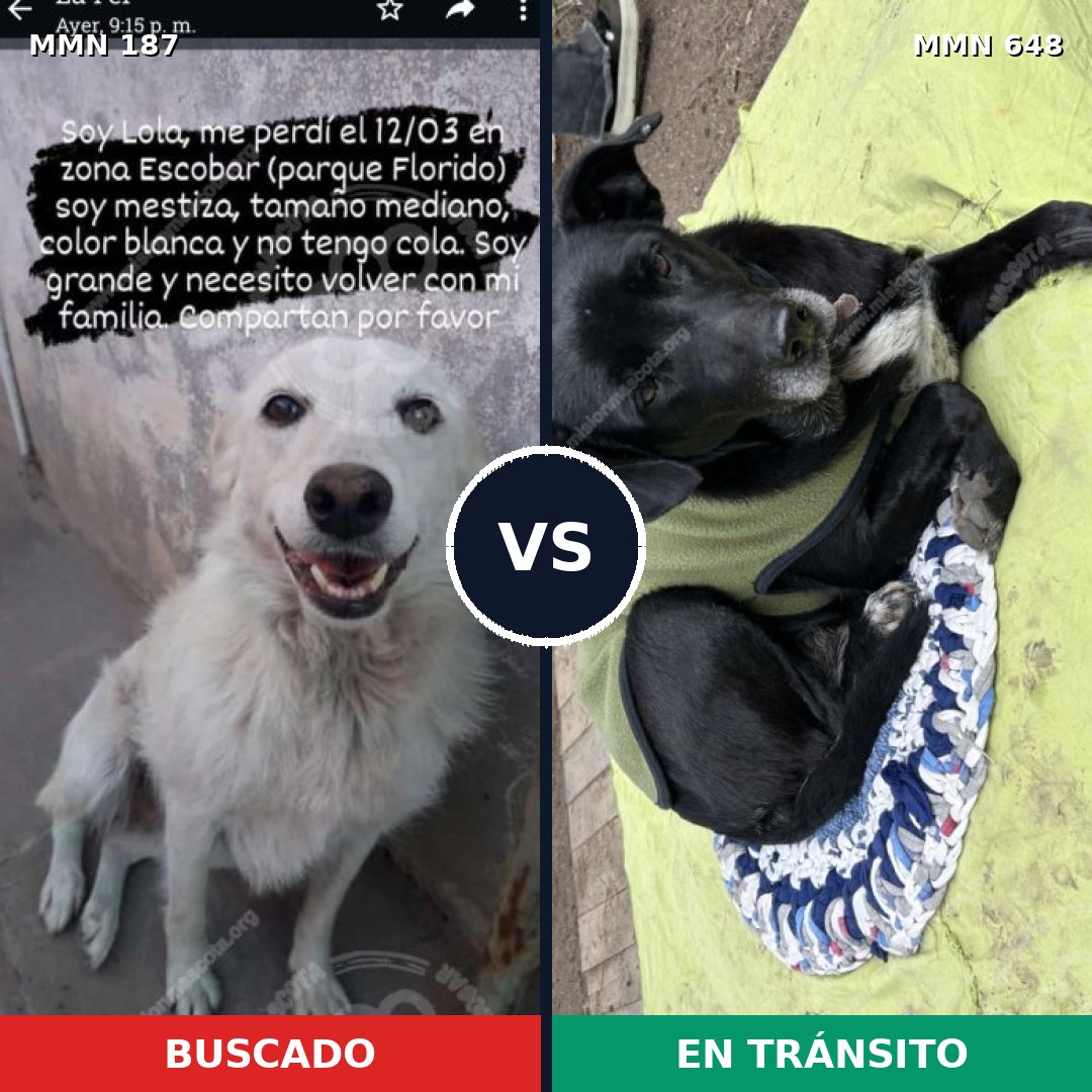 Comparativa MMS 4616: mascota perdida y mascota encontrada, 30% de similitud