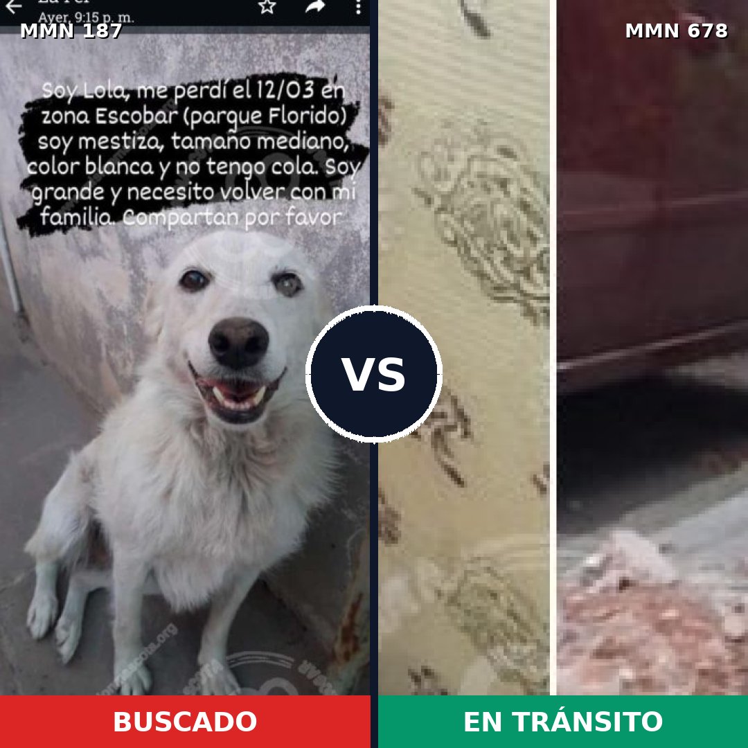 Comparativa MMS 4617: mascota perdida y mascota encontrada, 8% de similitud