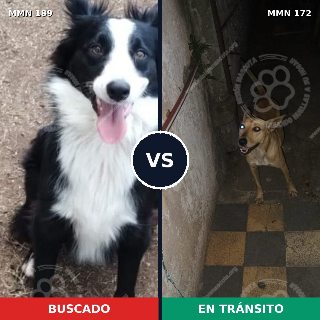Comparativa MMS 4618: mascota perdida y mascota encontrada, 49% de similitud