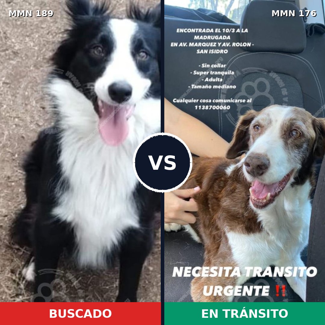 Comparativa MMS 4619: mascota perdida y mascota encontrada, 63% de similitud