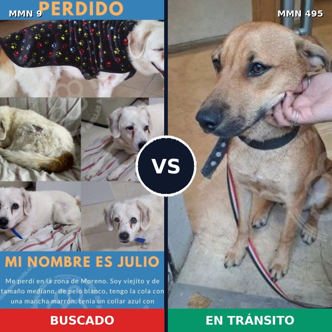 Comparativa MMS 462: mascota perdida y mascota encontrada, 72% de similitud