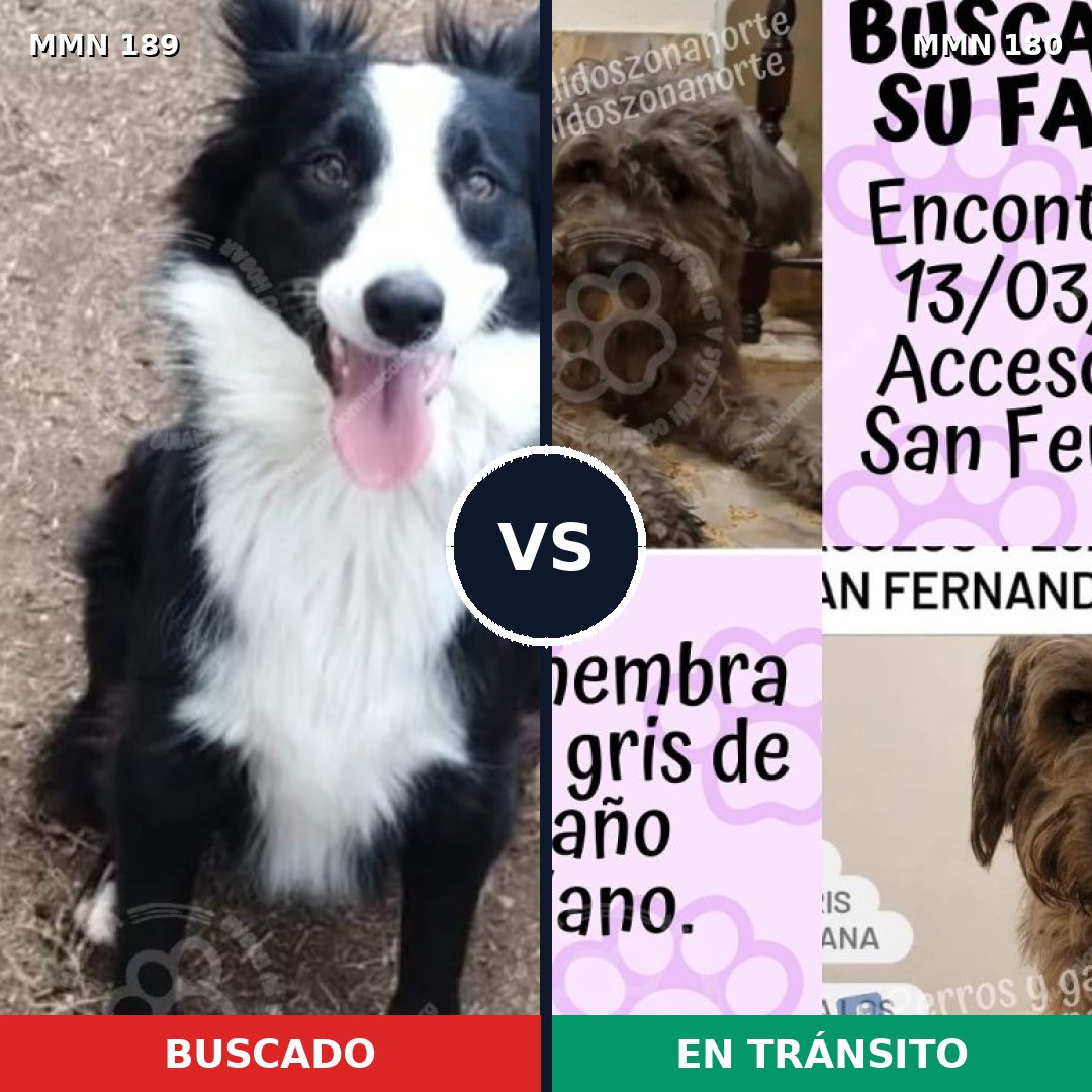 Comparativa MMS 4620: mascota perdida y mascota encontrada, 67% de similitud