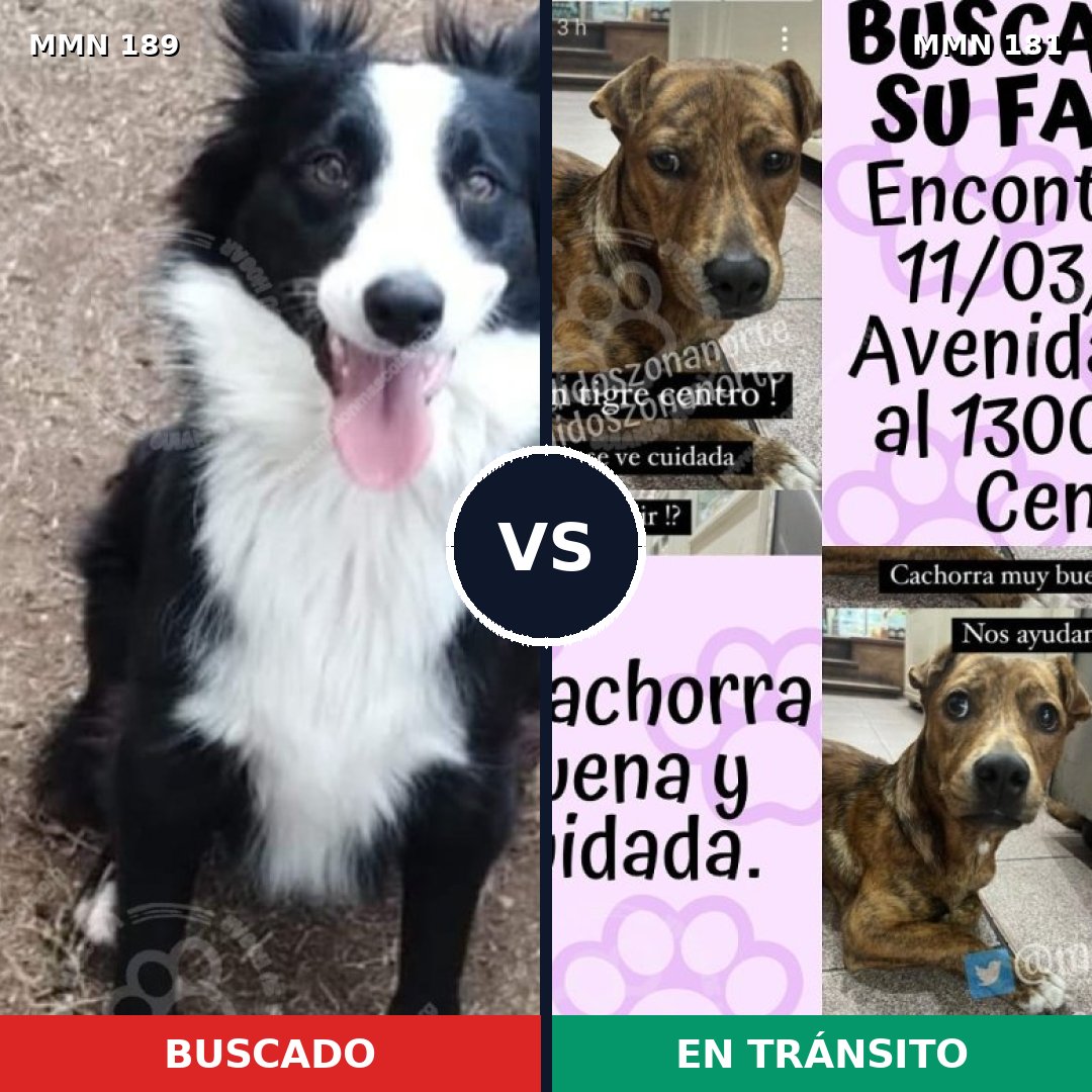 Comparativa MMS 4621: mascota perdida y mascota encontrada, 52% de similitud