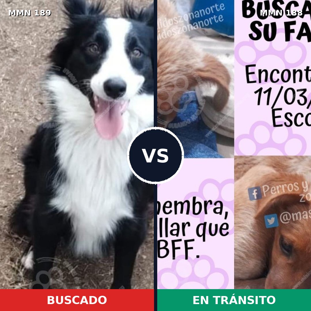 Comparativa MMS 4623: mascota perdida y mascota encontrada, 15% de similitud