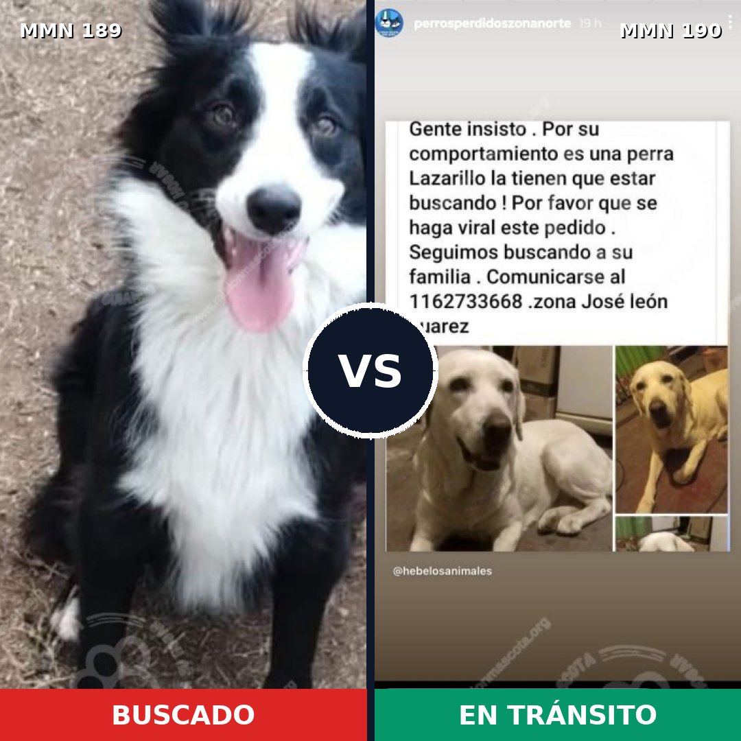 Comparativa MMS 4624: mascota perdida y mascota encontrada, 15% de similitud
