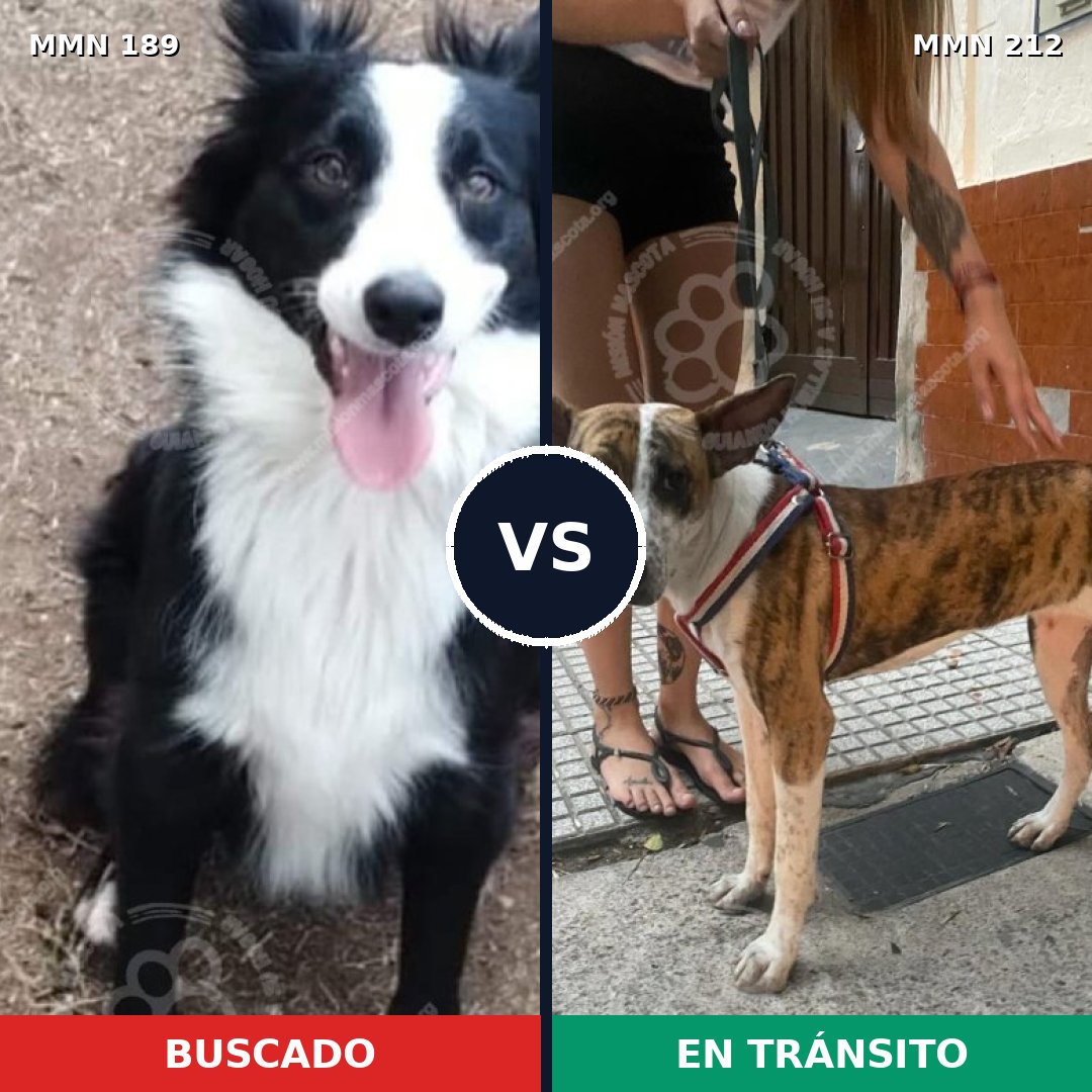 Comparativa MMS 4625: mascota perdida y mascota encontrada, 51% de similitud