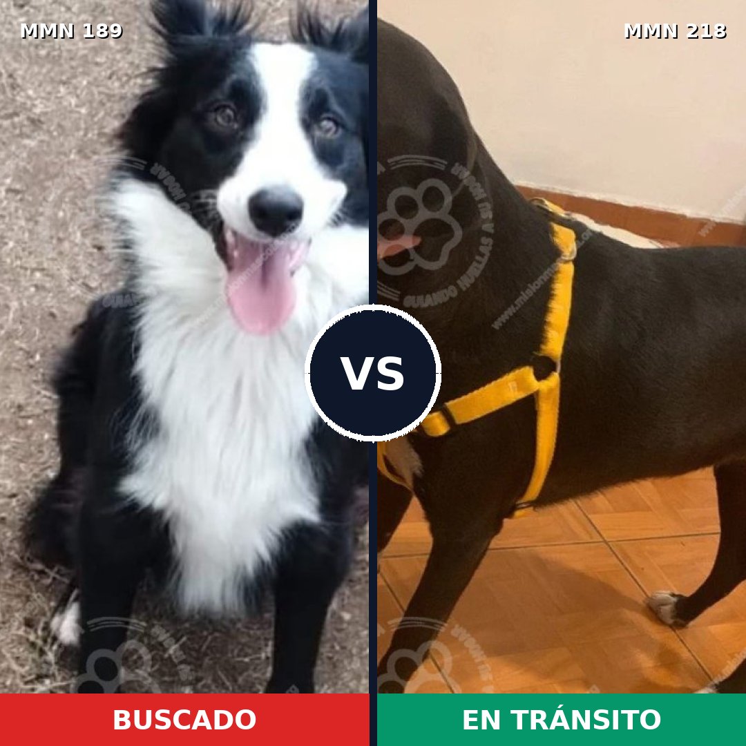 Comparativa MMS 4626: mascota perdida y mascota encontrada, 83% de similitud