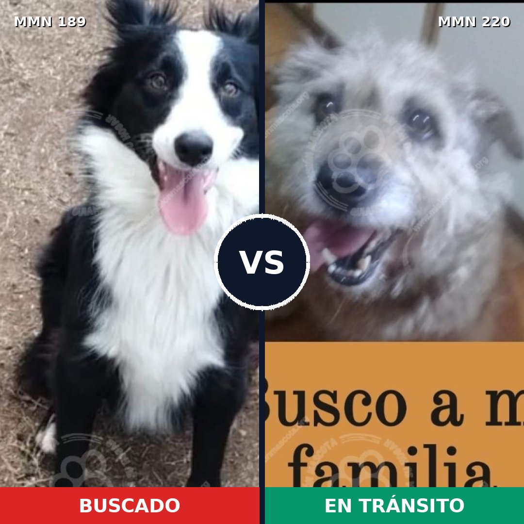 Comparativa MMS 4627: mascota perdida y mascota encontrada, 51% de similitud