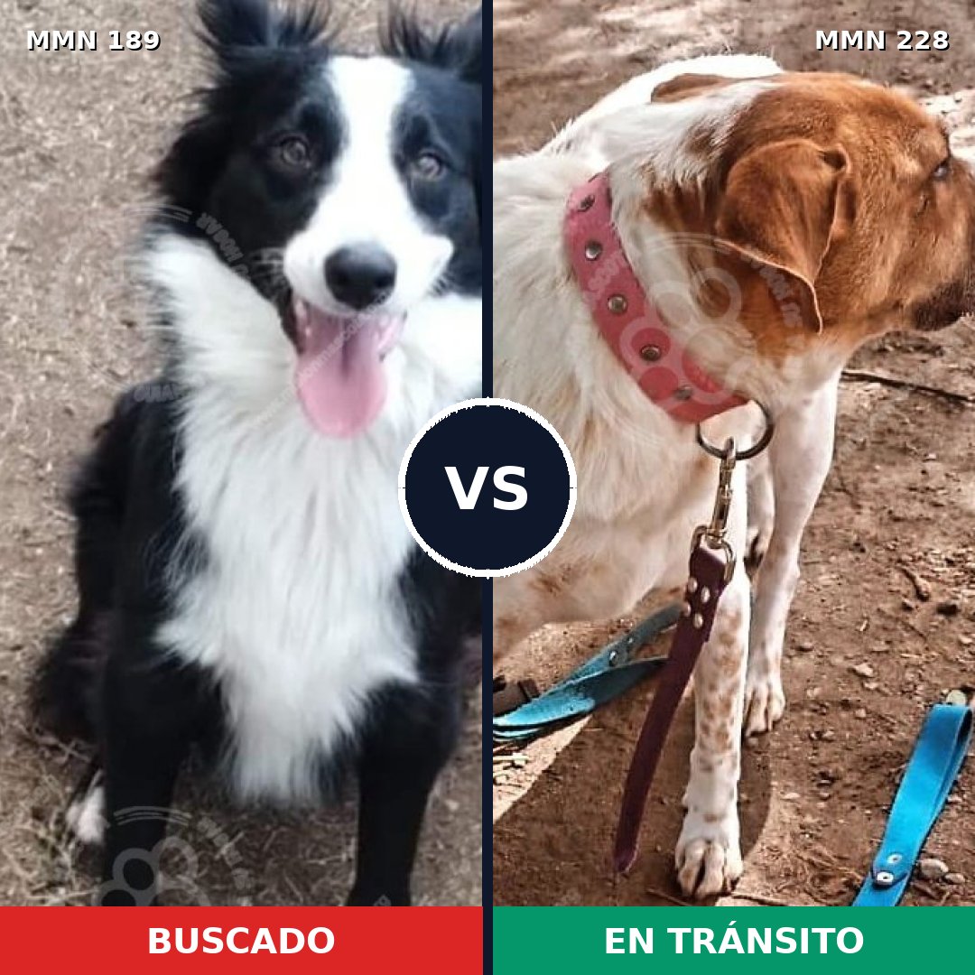 Comparativa MMS 4628: mascota perdida y mascota encontrada, 23% de similitud